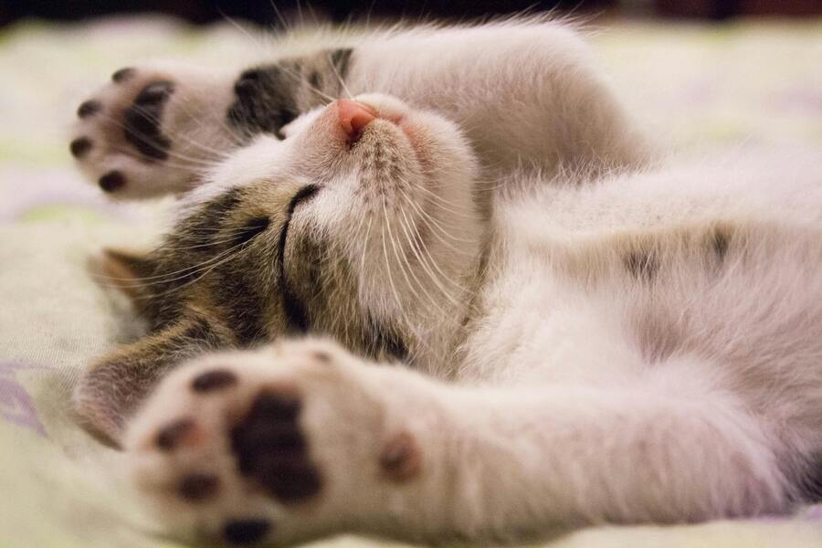 La alergia a los gatos es una respuesta del sistema inmunológico a ciertos alérgenos que se encuentran en su saliva, piel y orina
